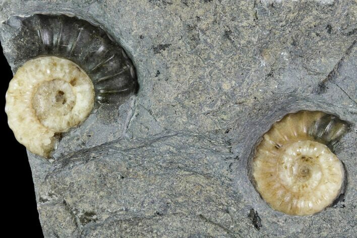 Fossil Ammonites (Promicroceras) - Lyme Regis #110719